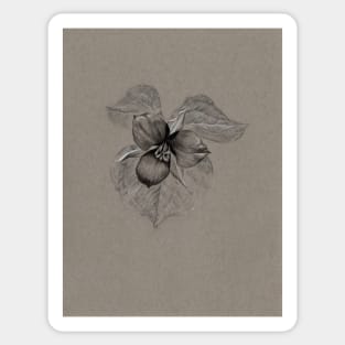 Black and Grey Trillium Drawing Sticker